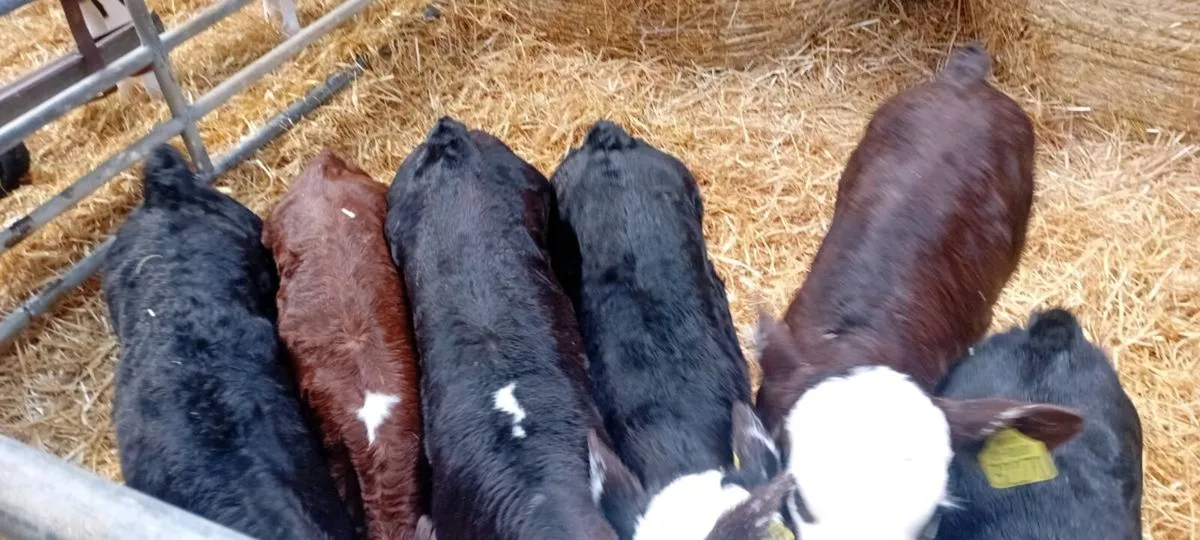 6 Hereford Calves - Image 2