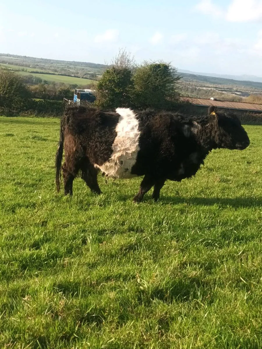 Suckler cows - Image 1