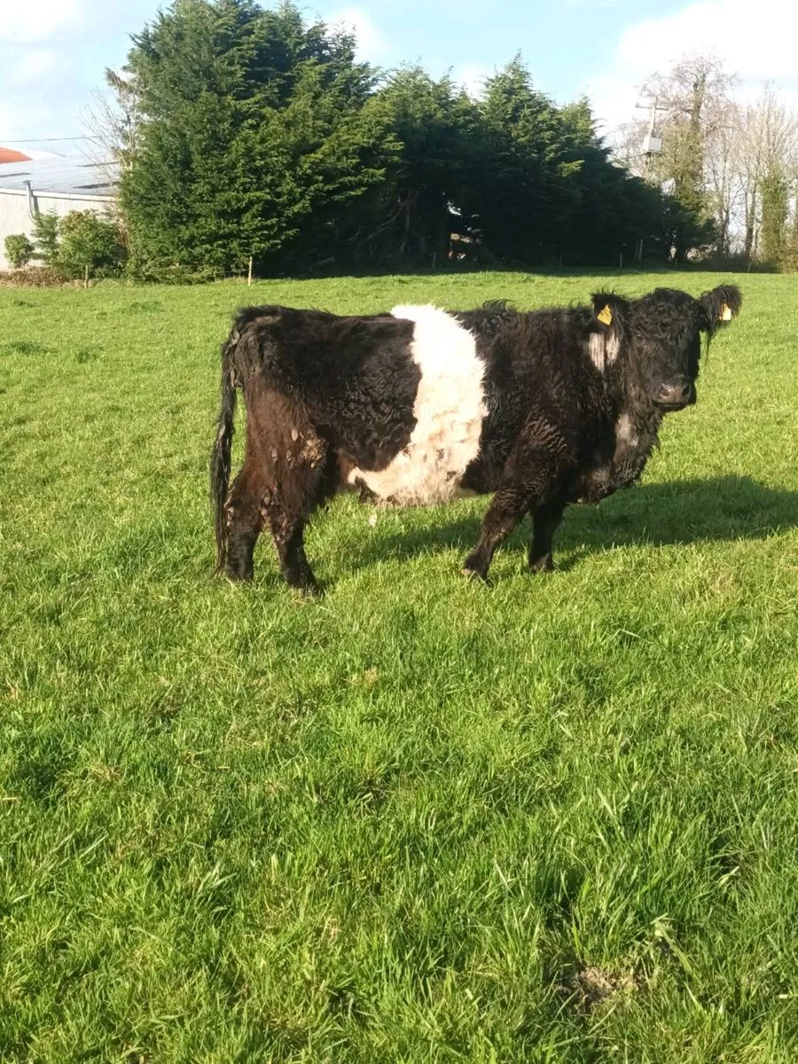 Suckler cows - Image 2