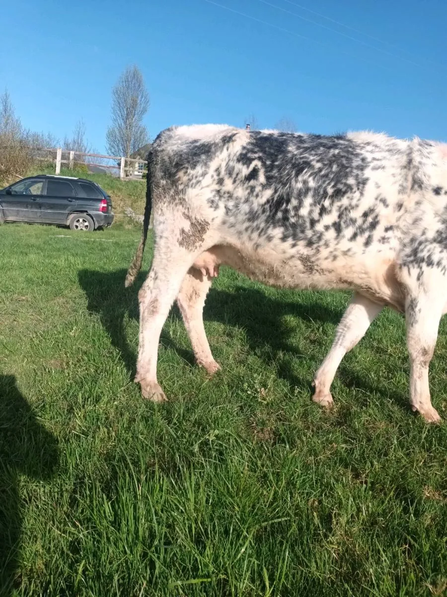 Suckler cows - Image 3