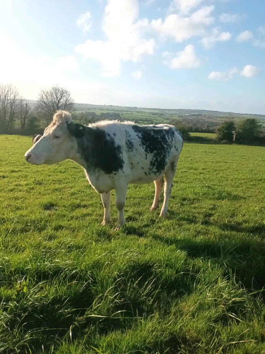 Suckler cows - Image 4