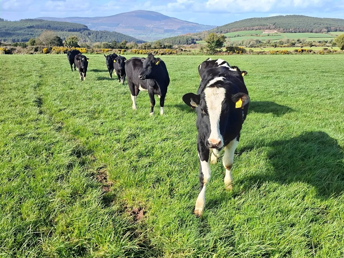 Maiden Heifers - Image 2