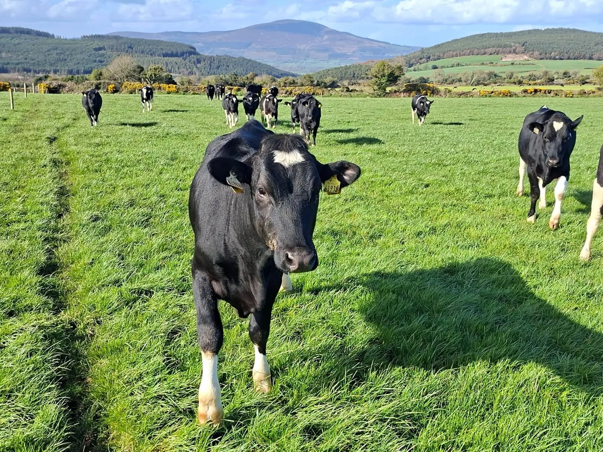 Maiden Heifers - Image 3