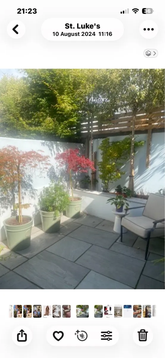 Ligustrum Excellsum Superbum Trees