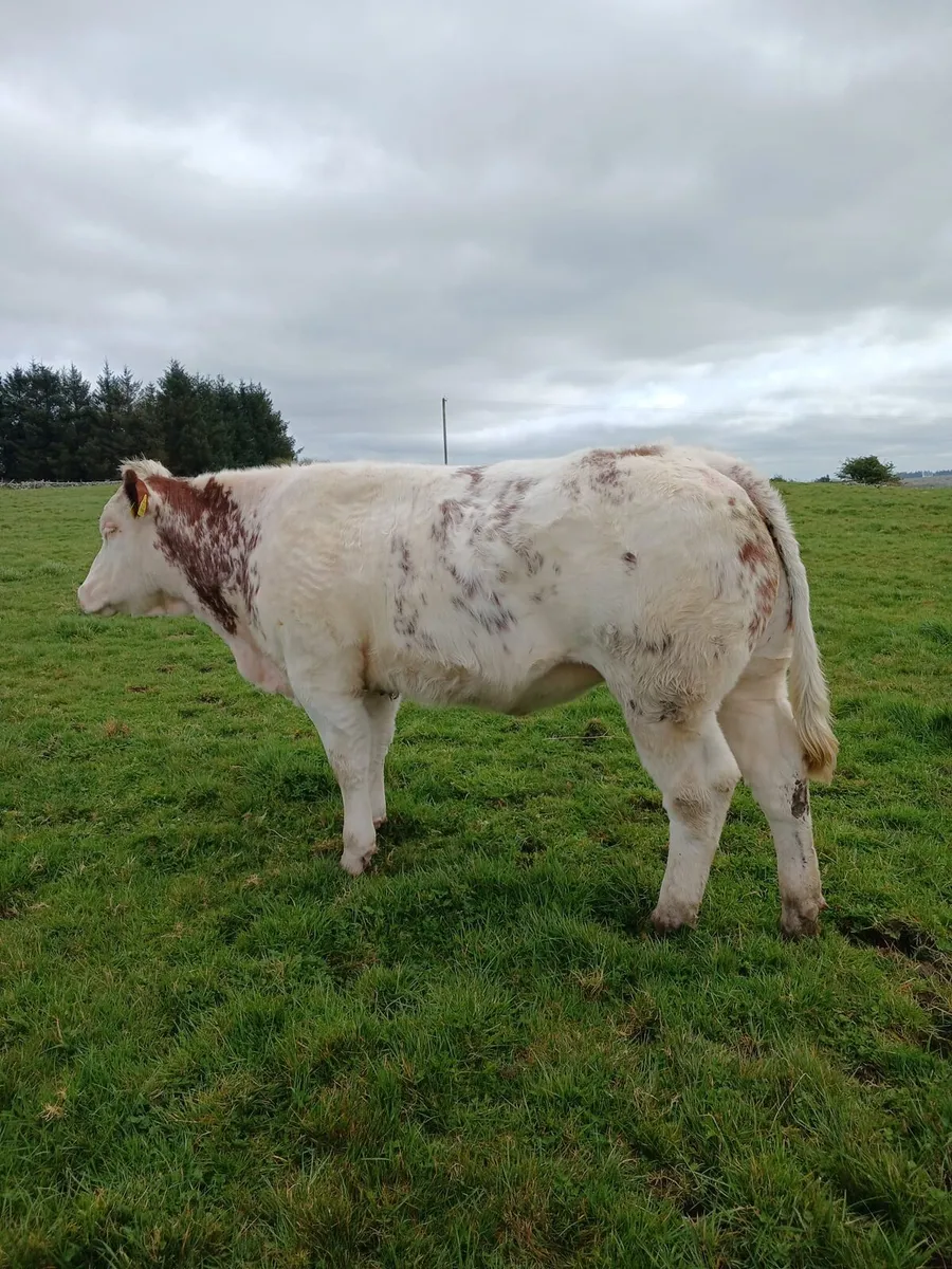 Belgian Blue Heifer - Image 1
