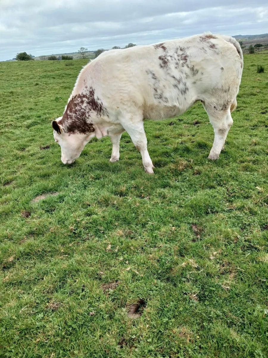 Belgian Blue Heifer - Image 2