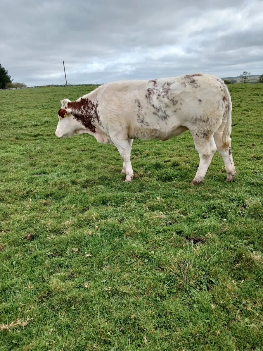Belgian Blue Heifer - Image 3