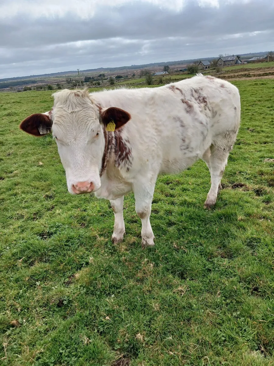 Belgian Blue Heifer - Image 4