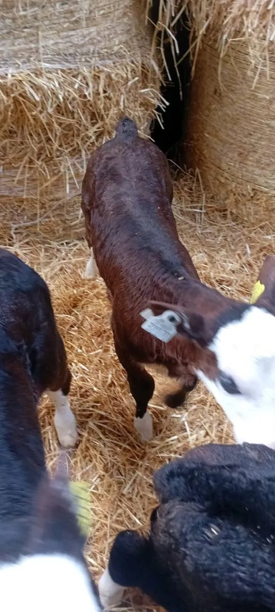 6 Hereford Calves - Image 3