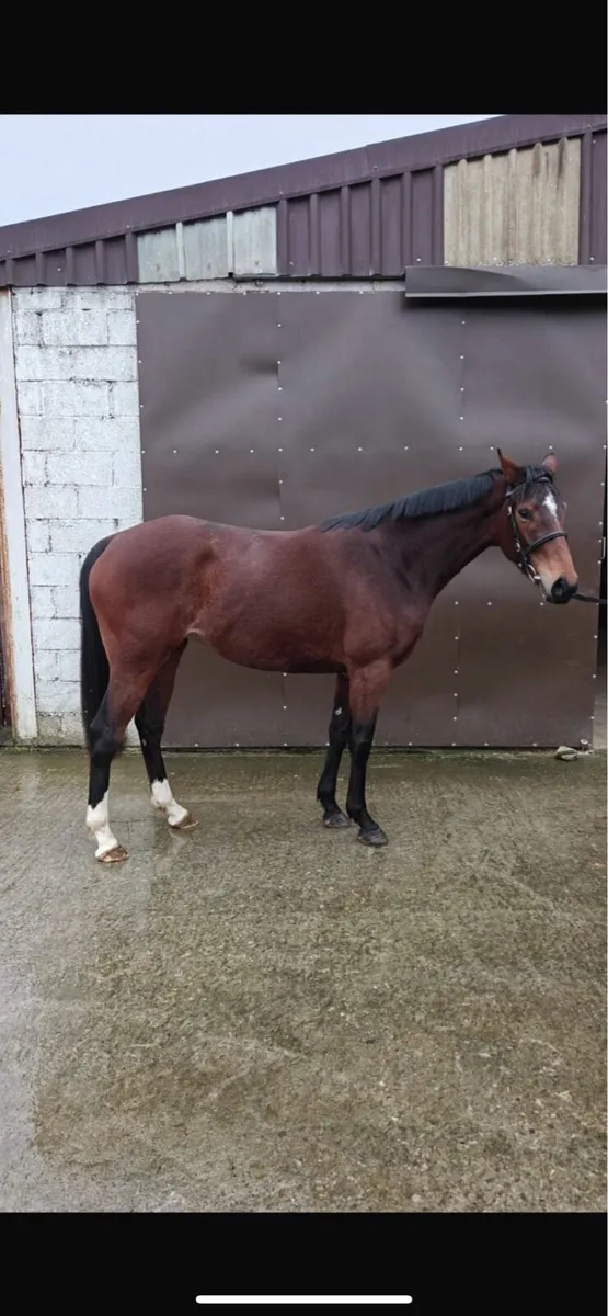 2 x 3yo NH Thoroughbred Fillies - Image 1