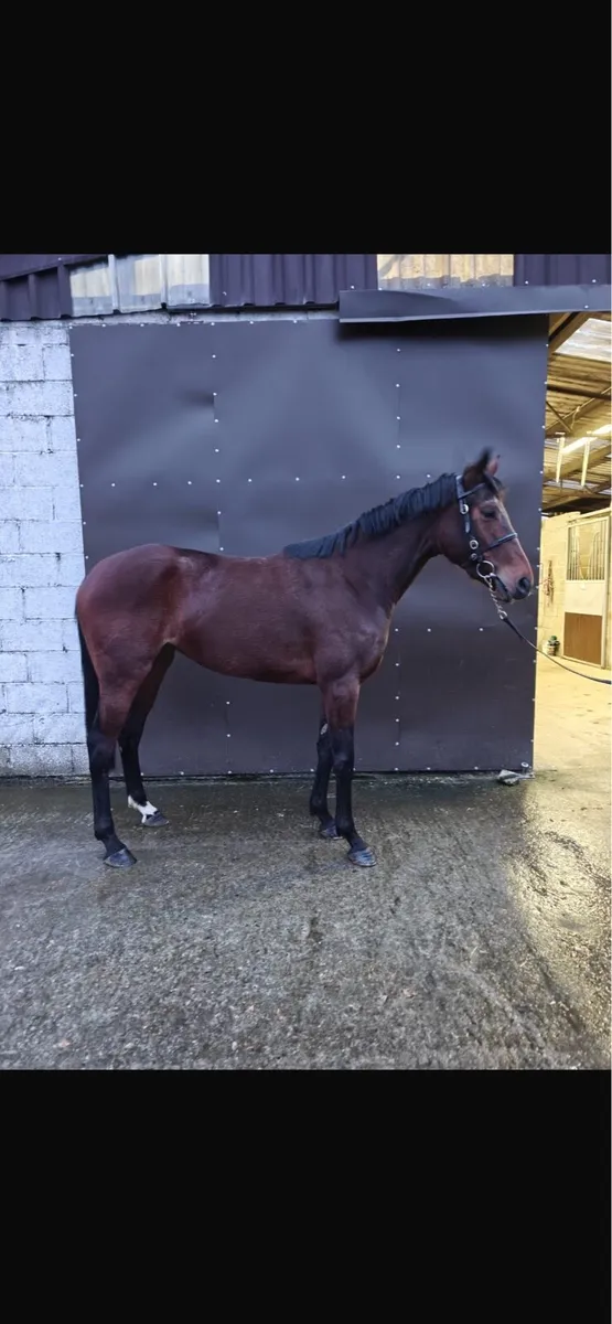 2 x 3yo NH Thoroughbred Fillies - Image 2