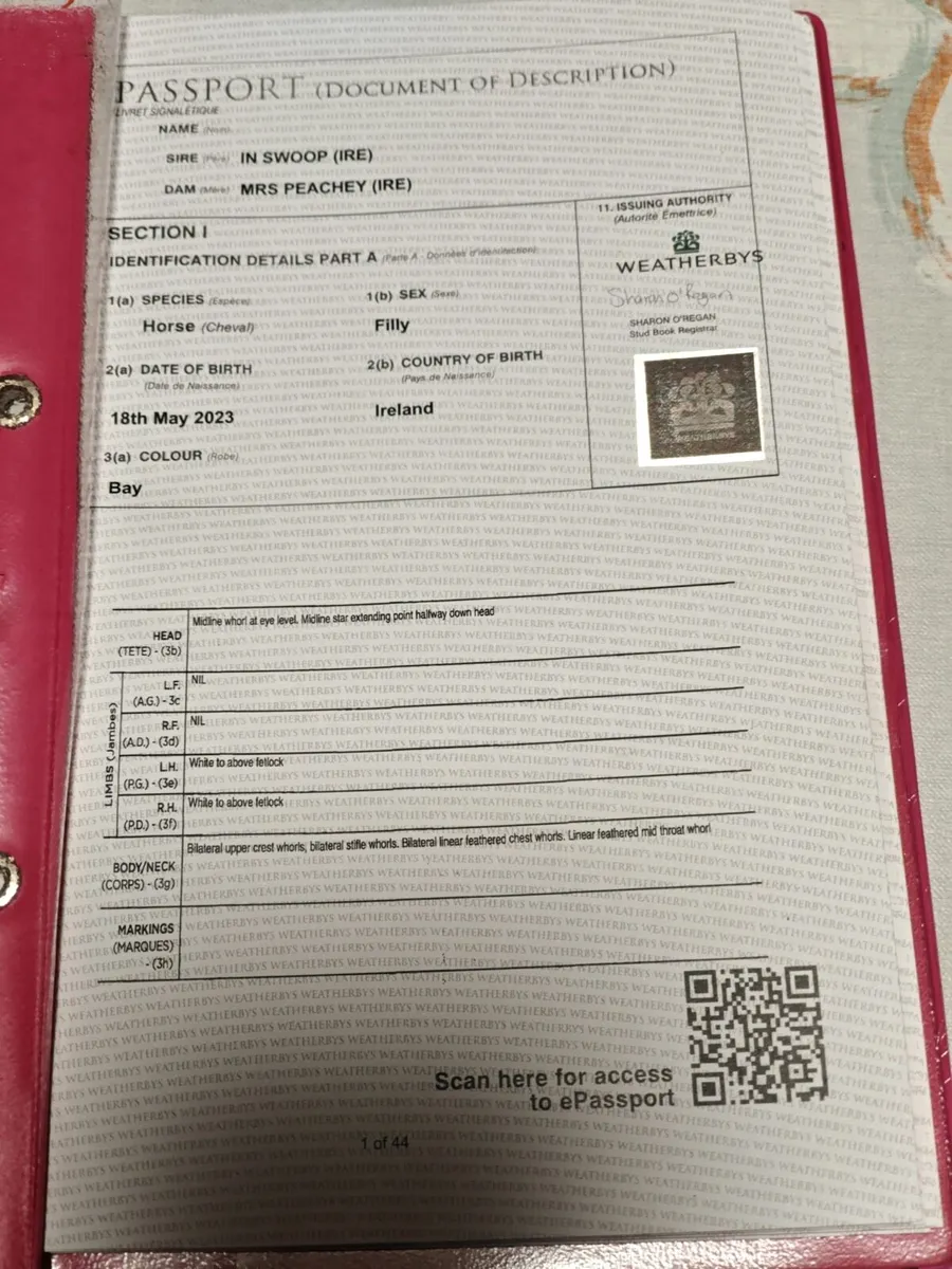 2 x 3yo NH Thoroughbred Fillies - Image 3