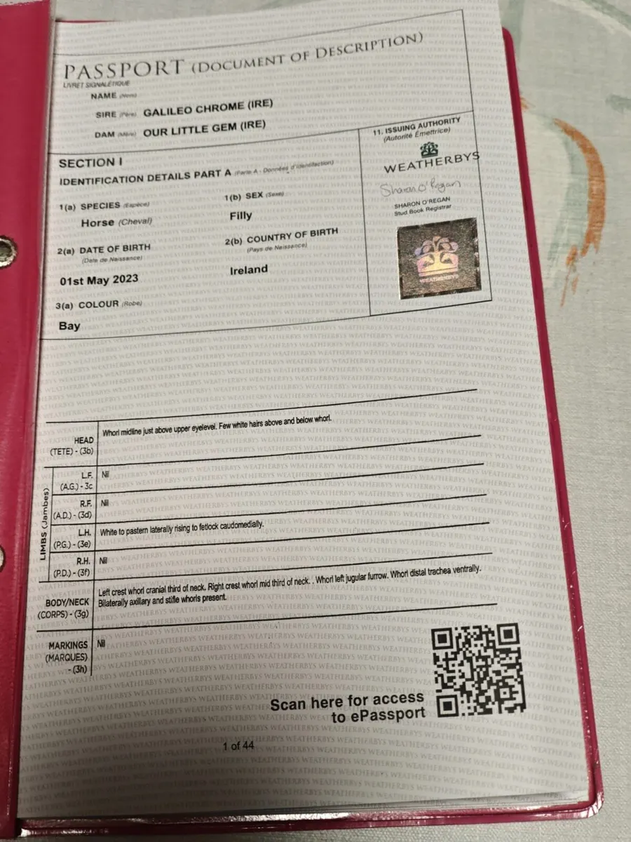 2 x 3yo NH Thoroughbred Fillies - Image 4