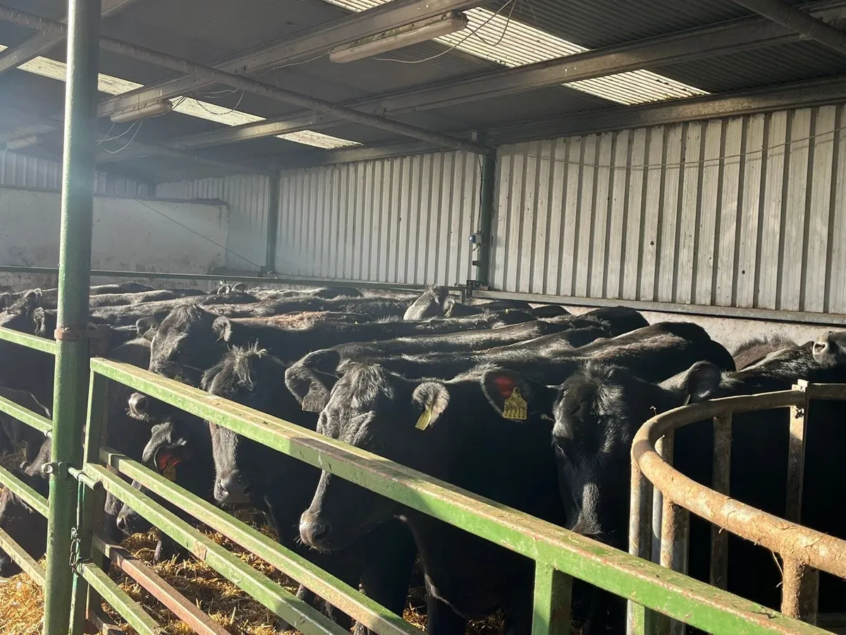 AA Heifers - Image 1