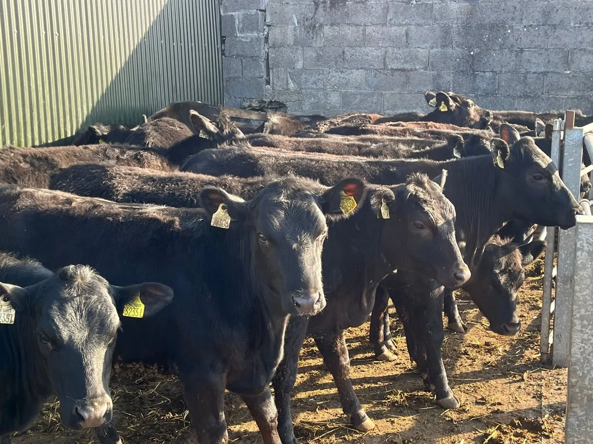 AA Heifers - Image 2