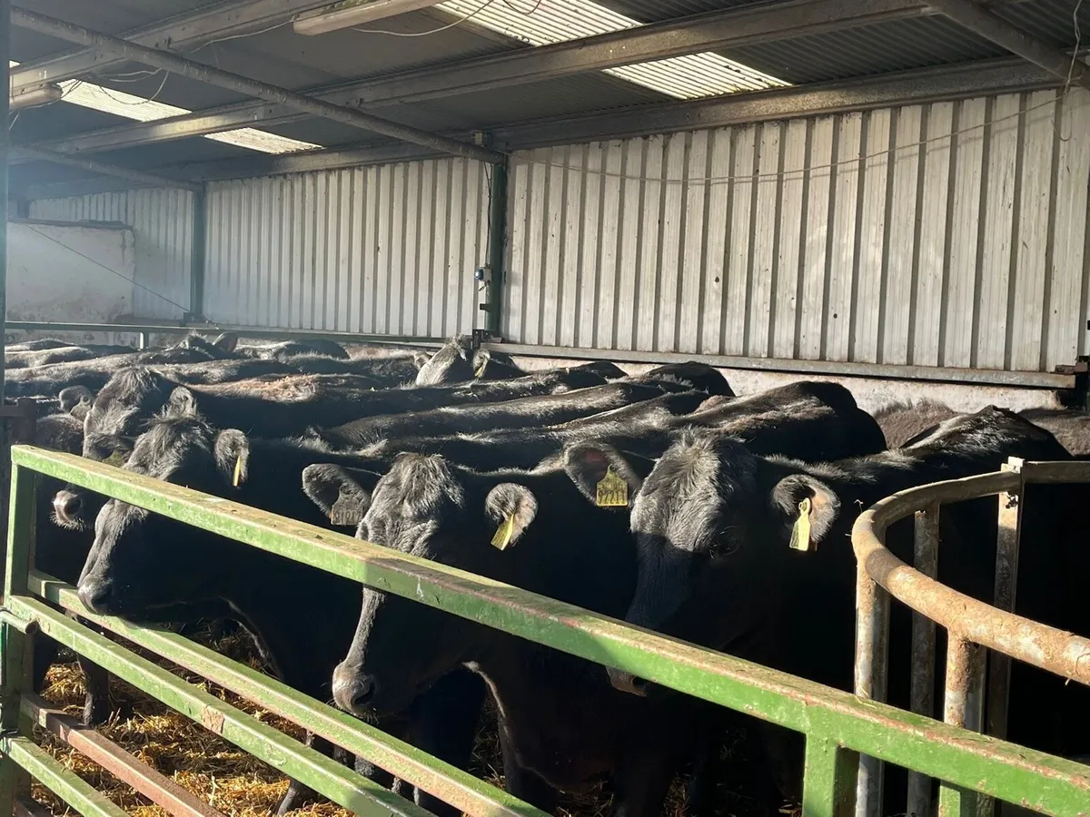 AA Heifers - Image 3