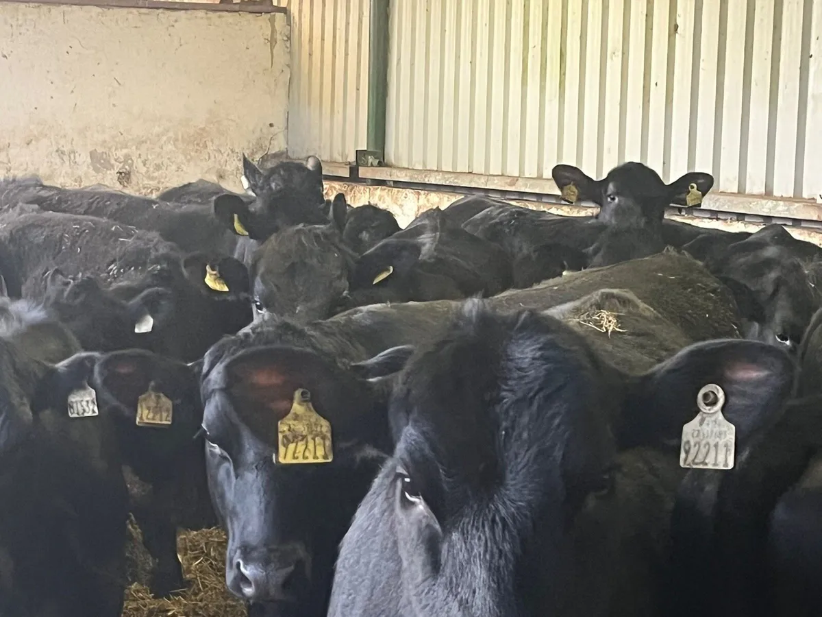 AA Heifers - Image 4