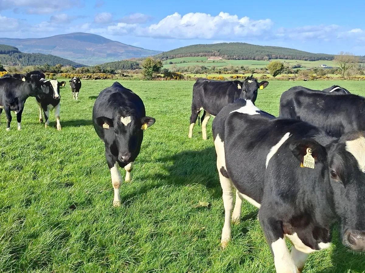 Maiden Heifers - Image 4