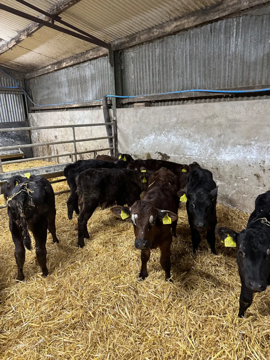Angus heifers and bulls - Image 2