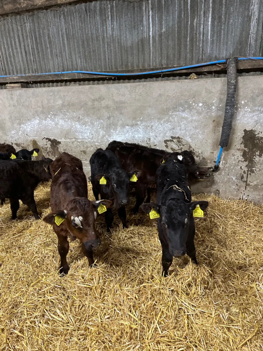 Angus heifers and bulls - Image 4