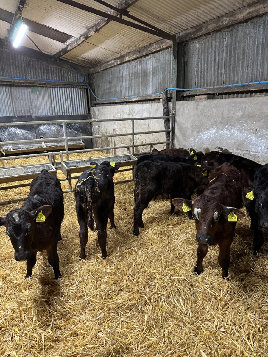 Angus heifers and bulls - Image 3