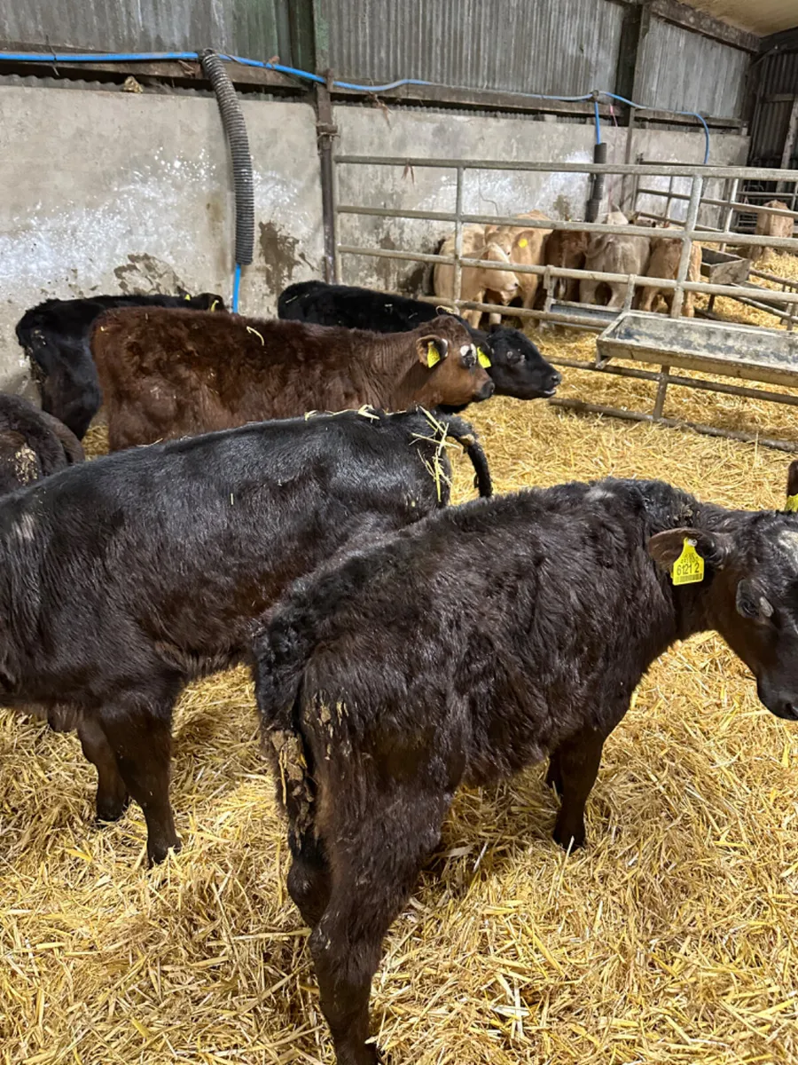 Angus heifers and bulls - Image 1