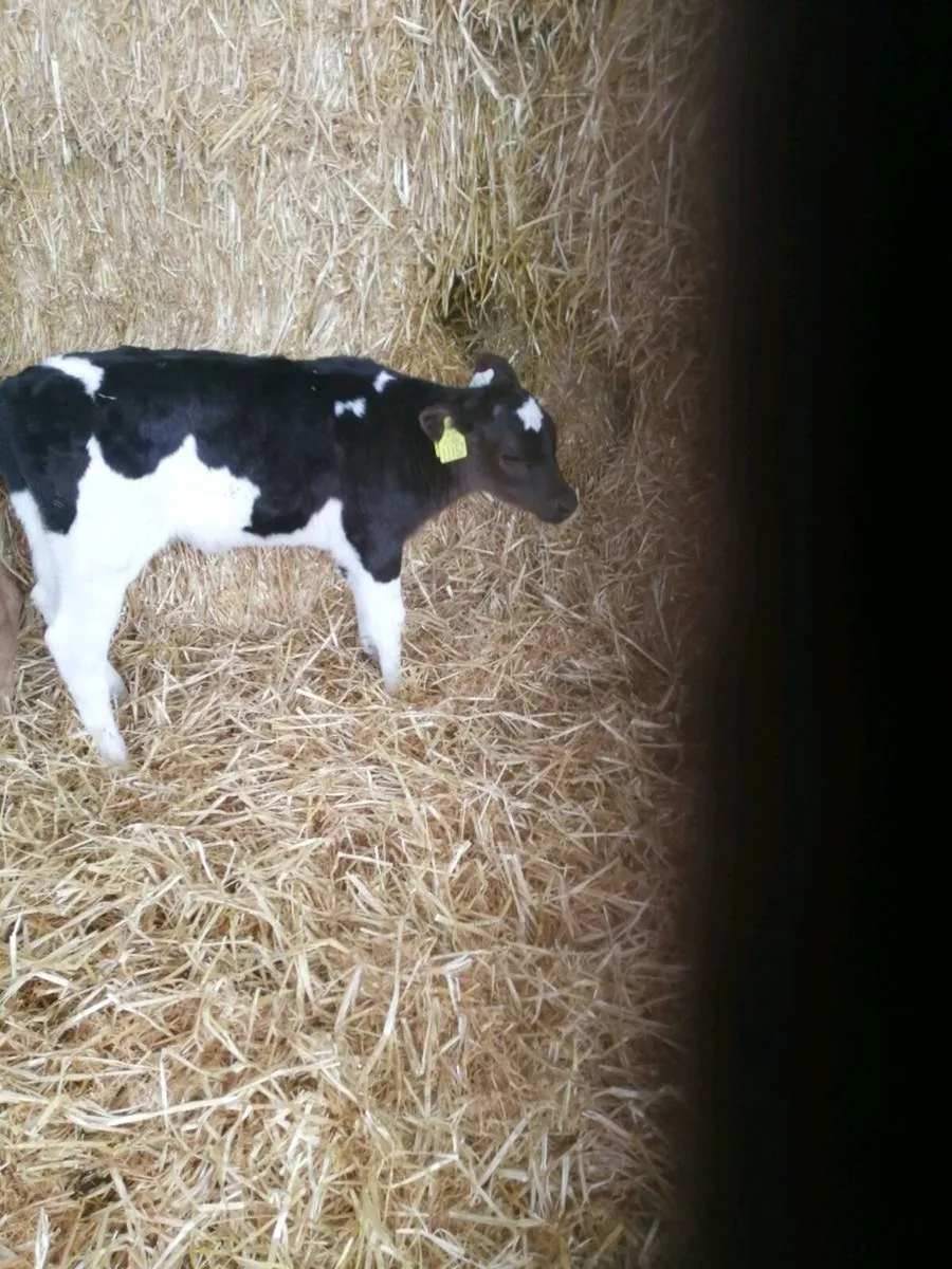 Friesian Heifer calf - Image 1