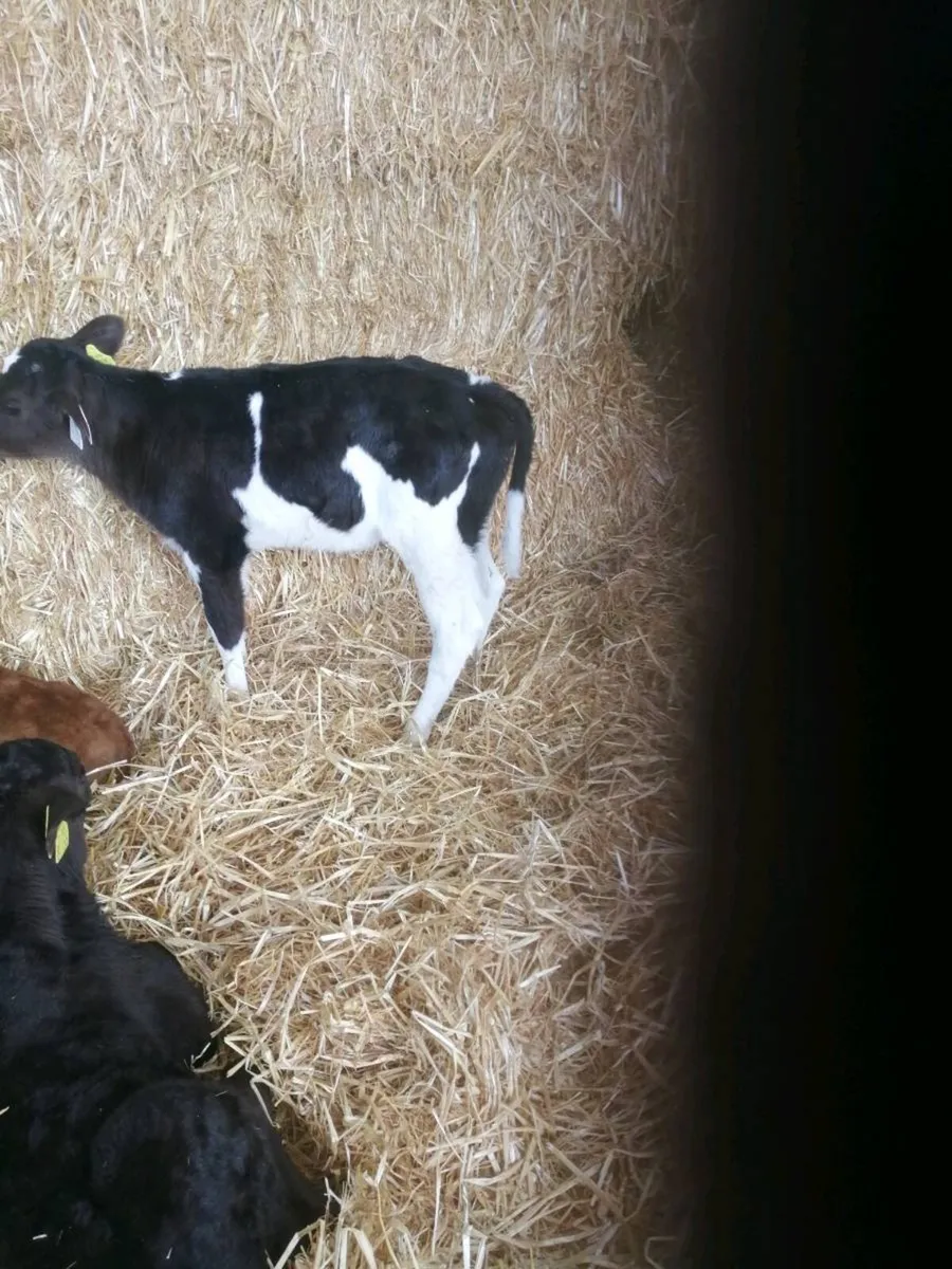 Friesian Heifer calf - Image 2