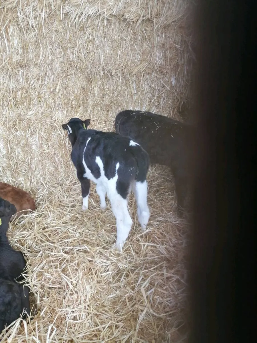 Friesian Heifer calf - Image 3