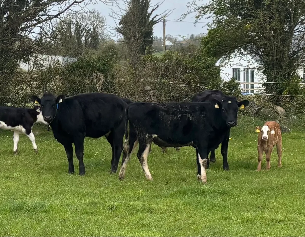 Vasectomised Bull - Image 1