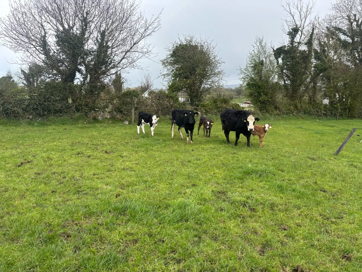 Vasectomised Bull - Image 3