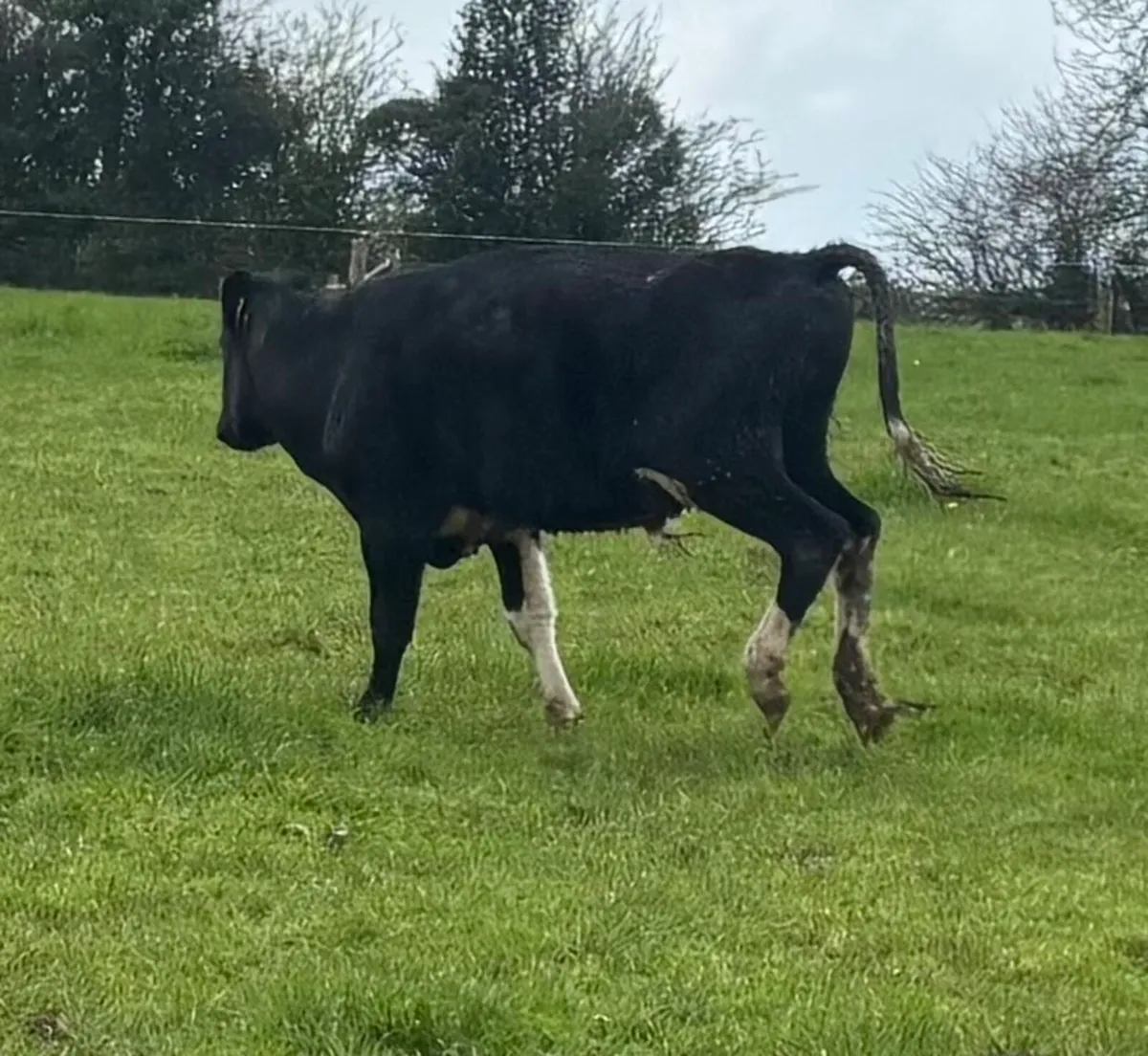 Vasectomised Bull - Image 2