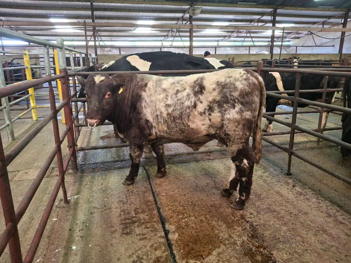 Roan Shorthorn Bull - Image 1