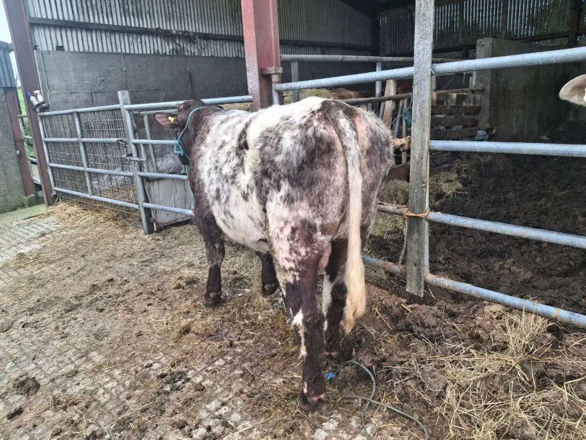 Roan Shorthorn Bull - Image 2