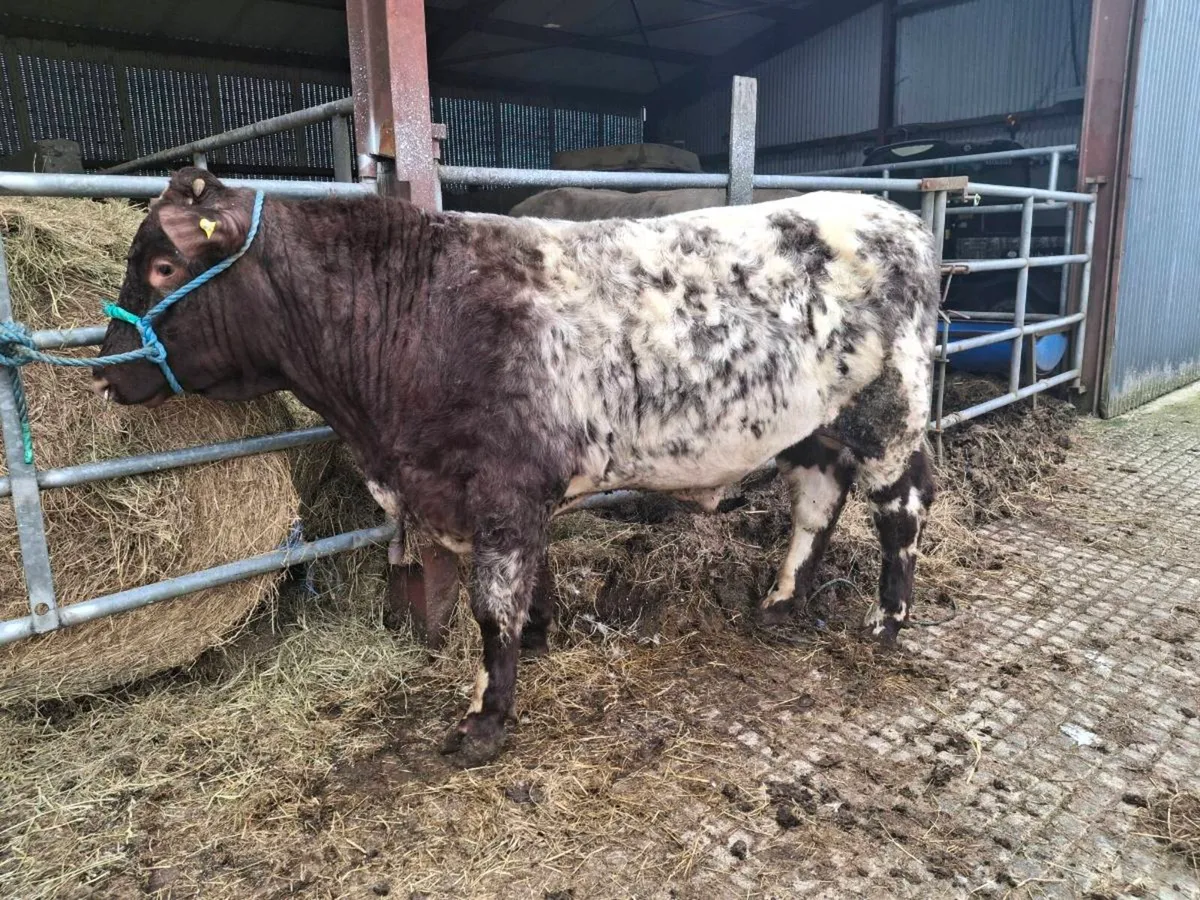 Roan Shorthorn Bull - Image 3