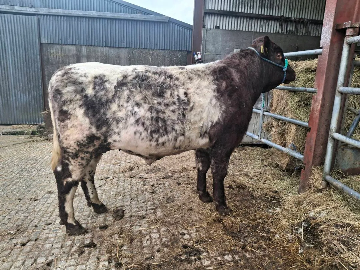 Roan Shorthorn Bull - Image 4