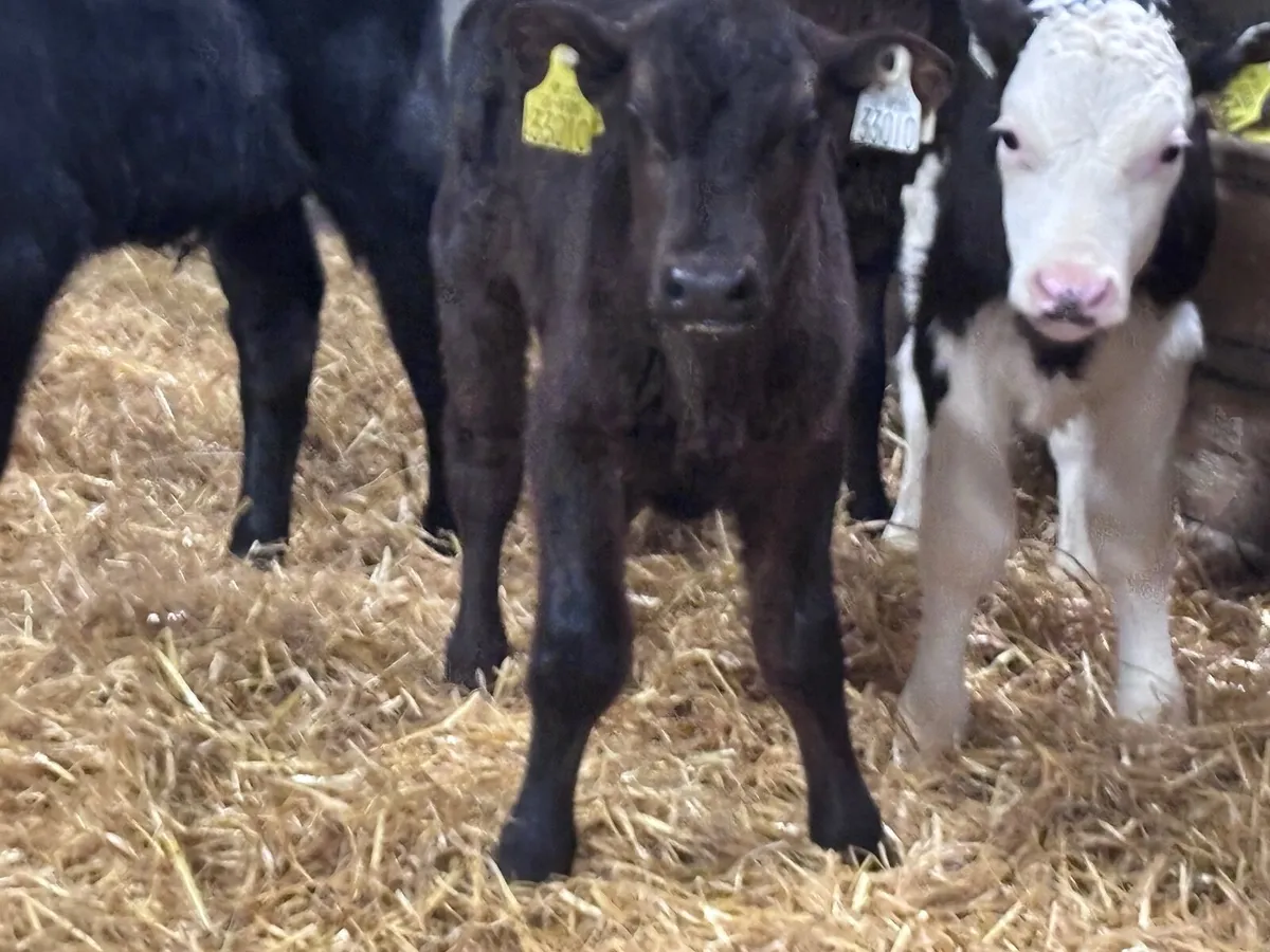 7 smashing Angus& Hereford bull calves for sale - Image 2