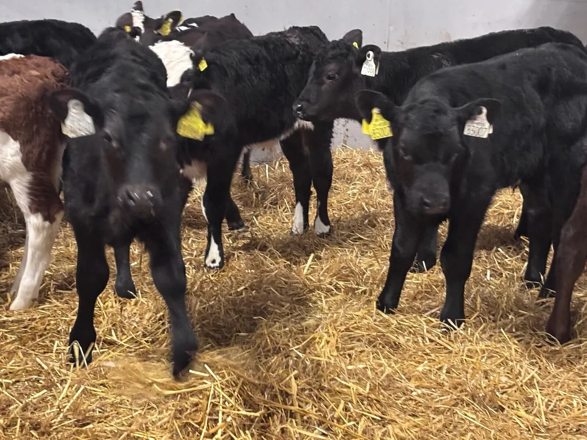 7 smashing Angus& Hereford bull calves for sale - Image 3