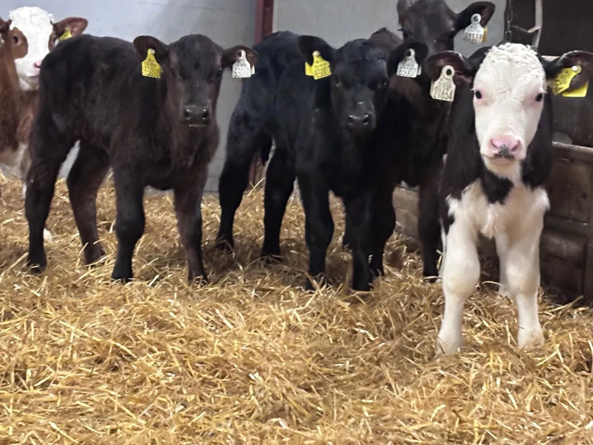 7 smashing Angus& Hereford bull calves for sale - Image 4
