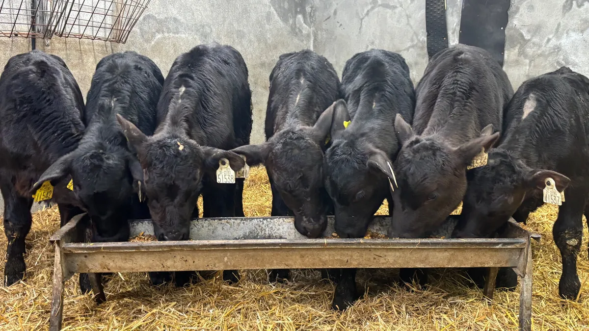 2-3 Month Old Angus Bulls - Image 1