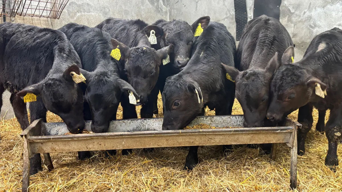 2-3 Month Old Angus Bulls - Image 4