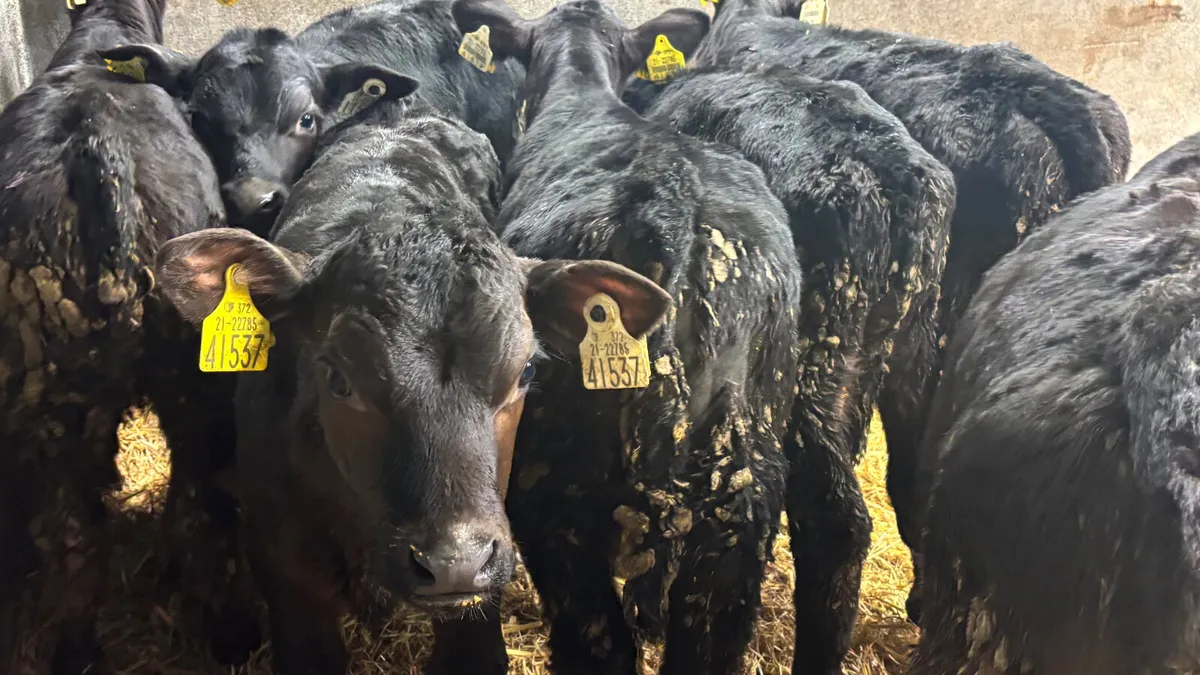 2-3 Month Old Angus Bulls - Image 2