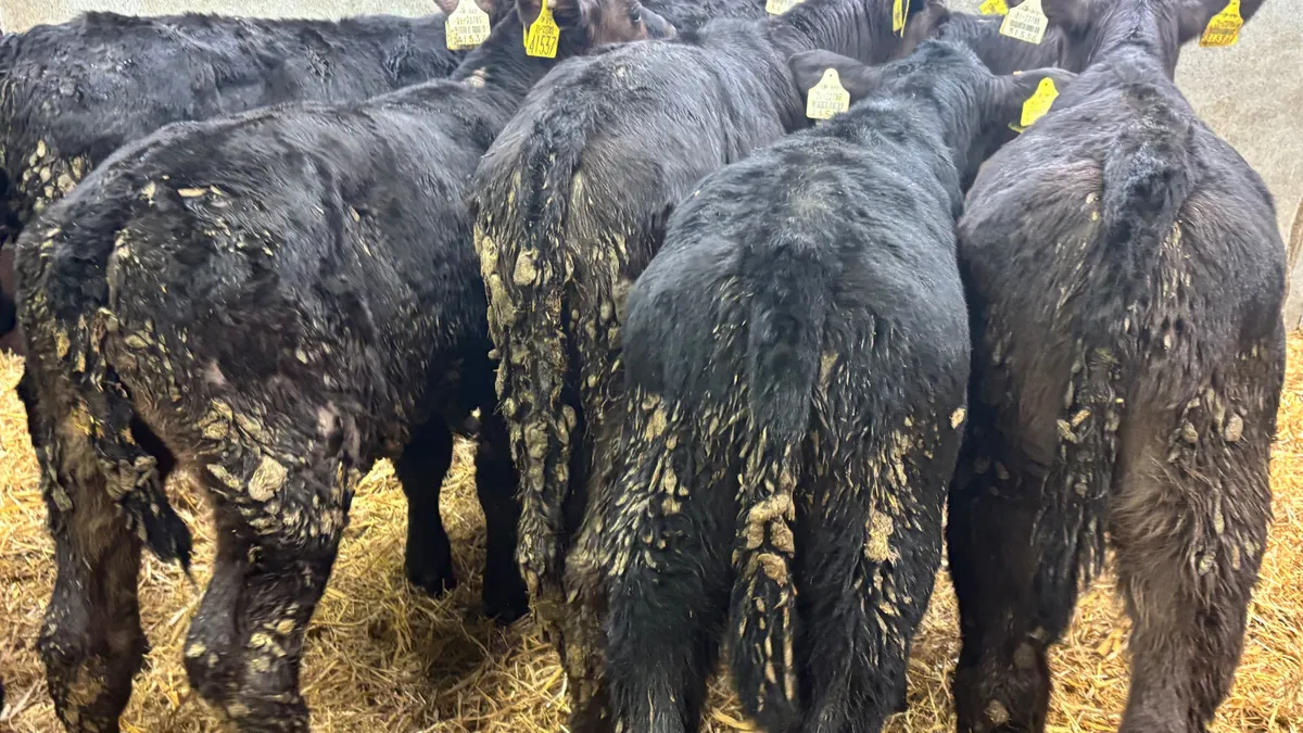 2-3 Month Old Angus Bulls - Image 3