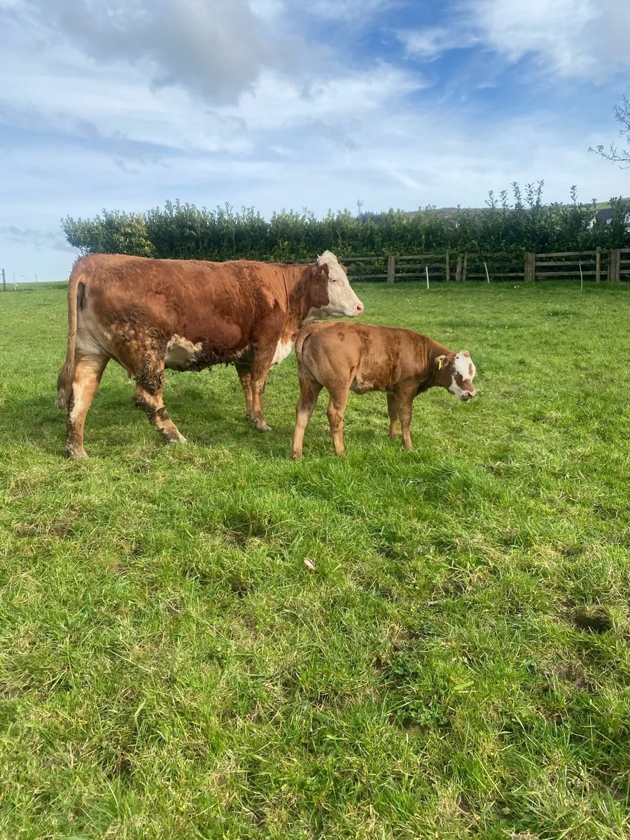 ⭐️First Calver for Ennis Mart 28th of April ⭐️ - Image 3