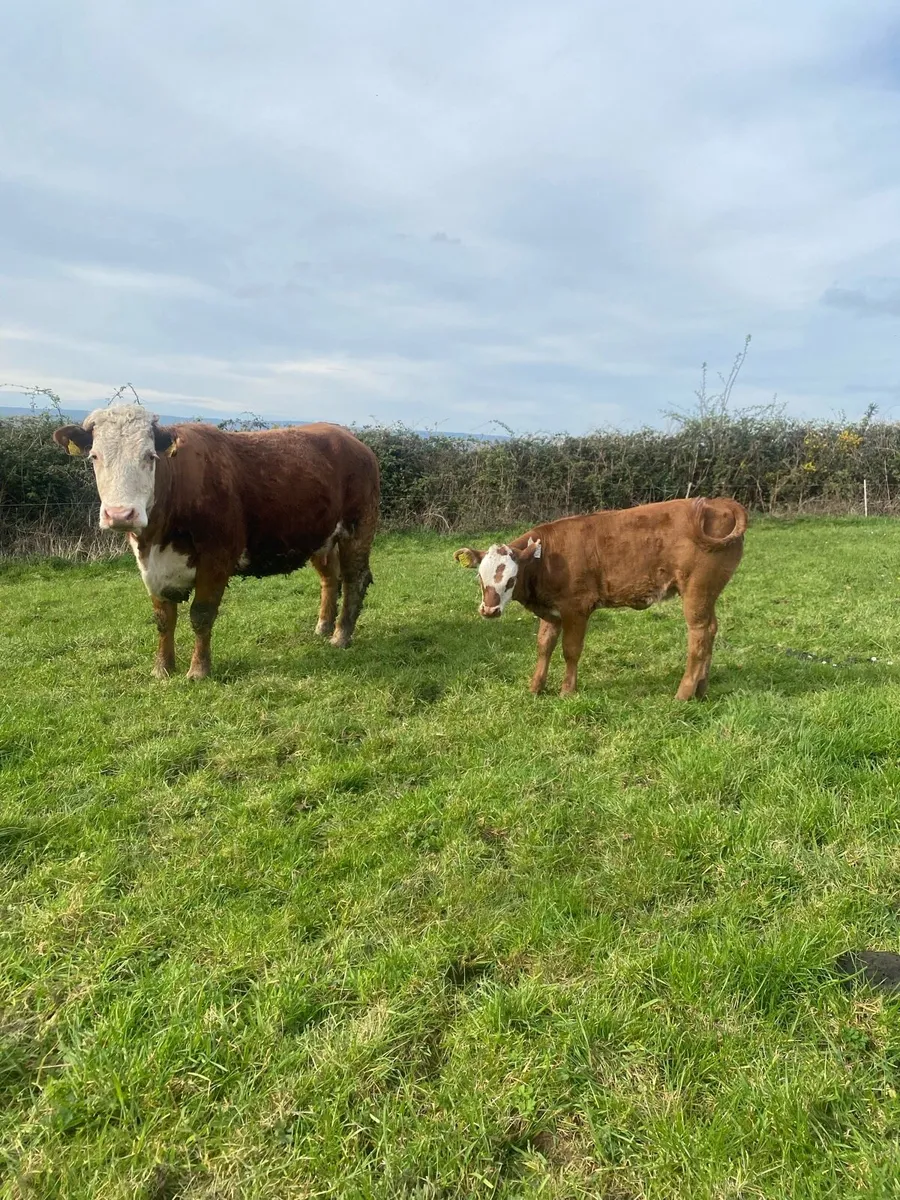 ⭐️First Calver for Ennis Mart 28th of April ⭐️ - Image 2