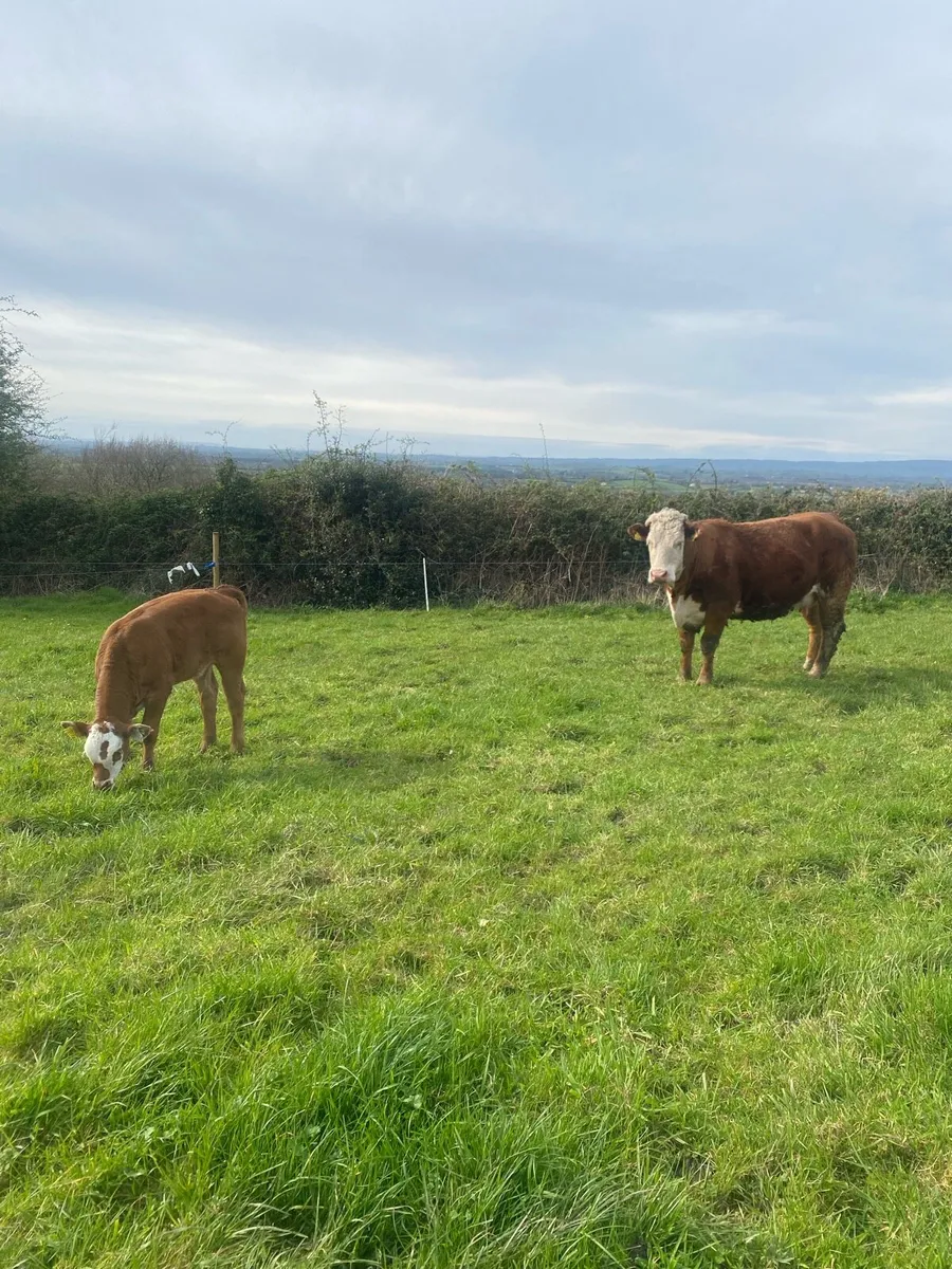 ⭐️First Calver for Ennis Mart 28th of April ⭐️ - Image 4