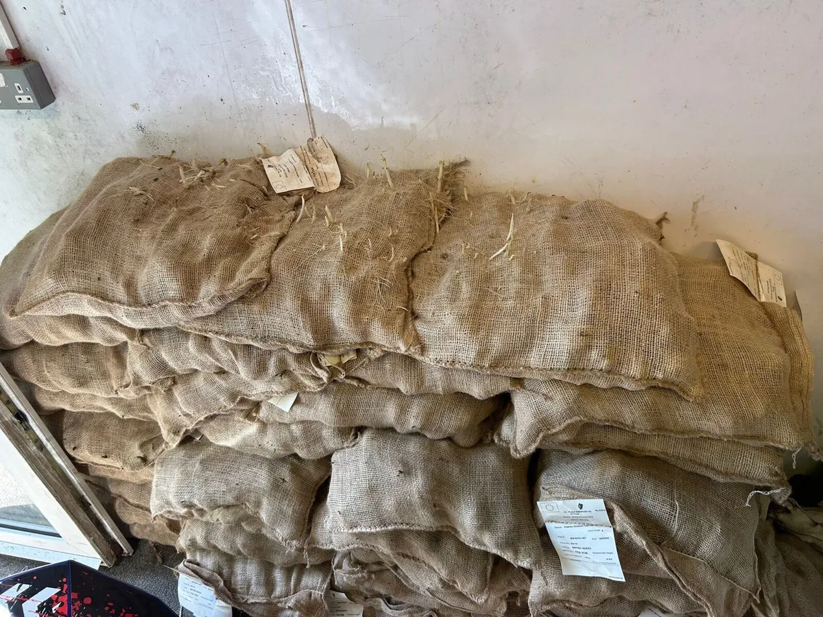 Certified seed potatoes - Image 2