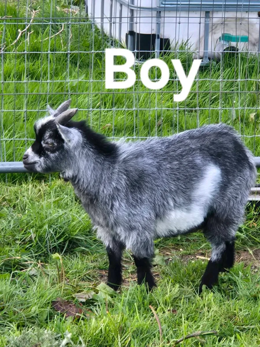 Pygmy goats - Image 1