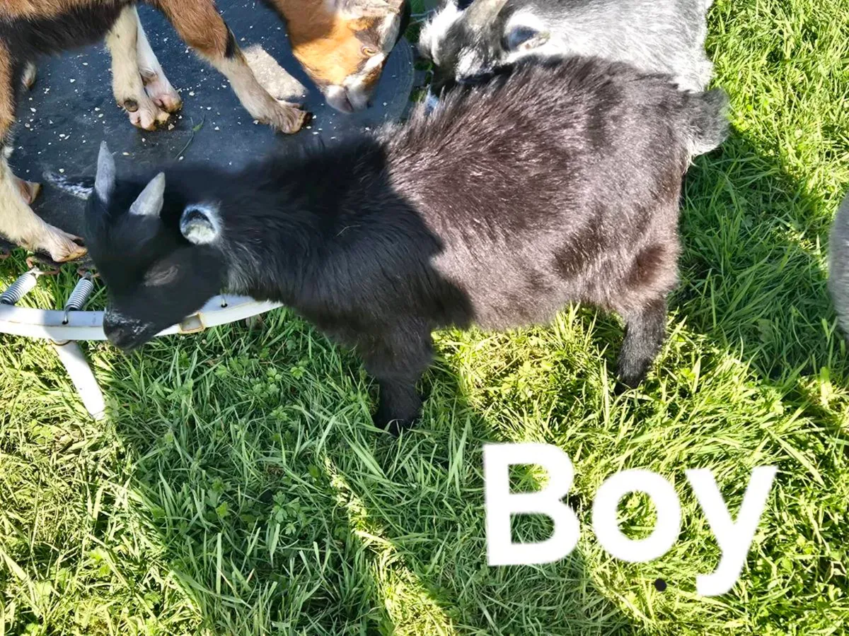 Pygmy goats - Image 4