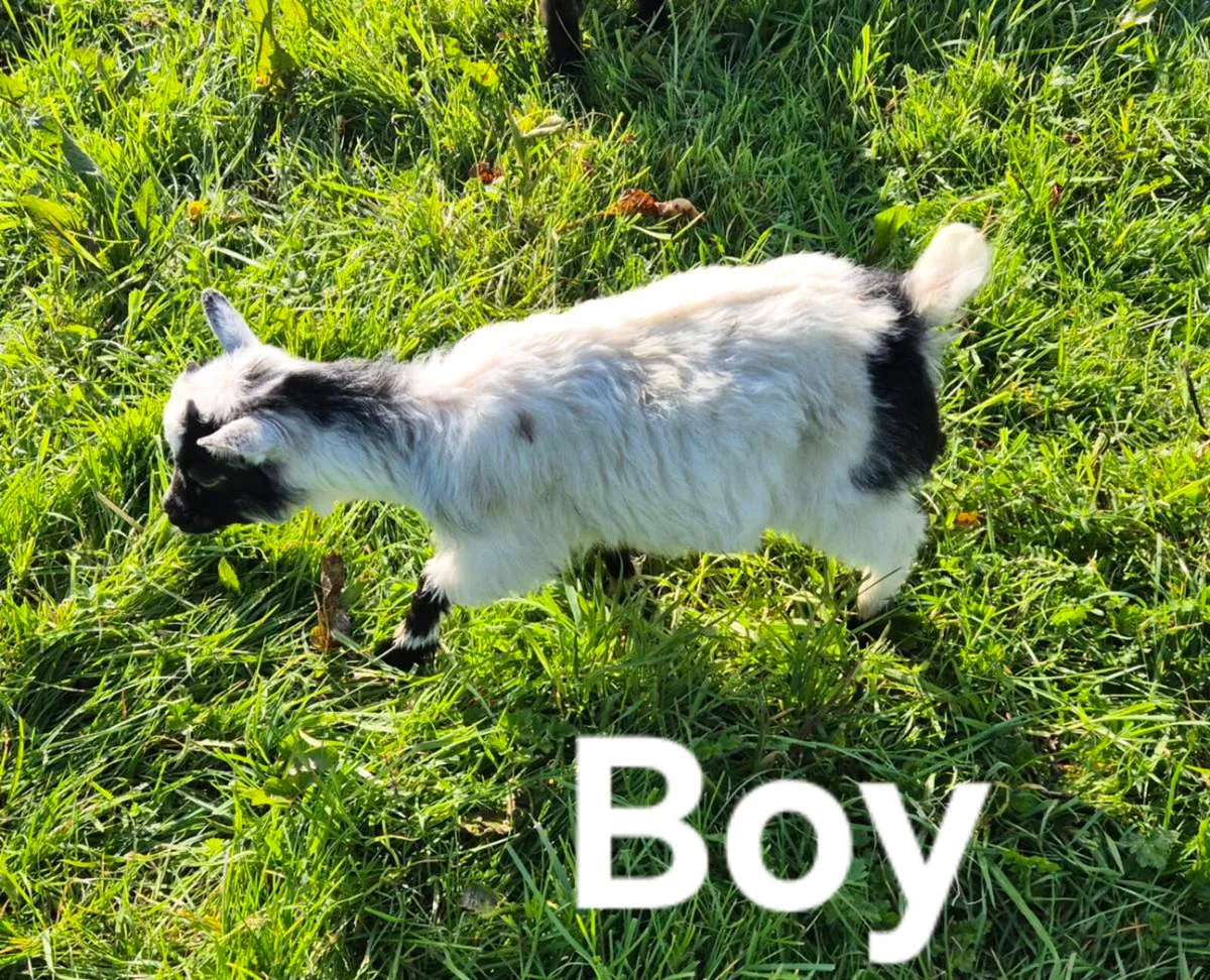 Pygmy goats - Image 2